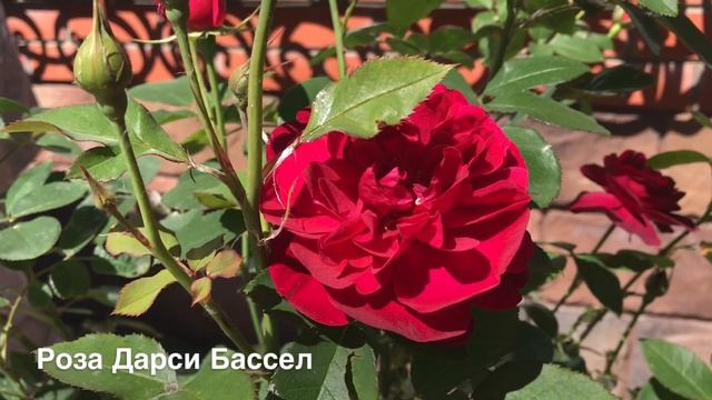 РОЗА ДЭВИДА ОСТИНА ДАРСИ БАССЕЛ. смотреть онлайн