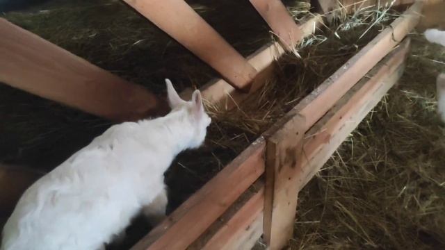 Зая быкует,дерётся с большой козой.Корова.Готовлю индюшиные сердечки и желудки. смотреть онлайн