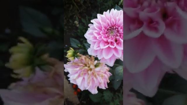 мои георгины скучают без меня а я без них смотреть онлайн