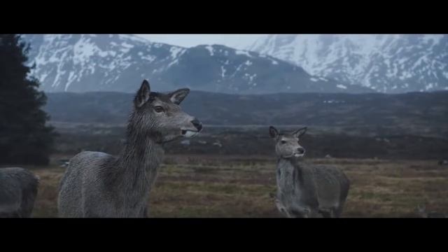 Синий кит ??? смотреть онлайн