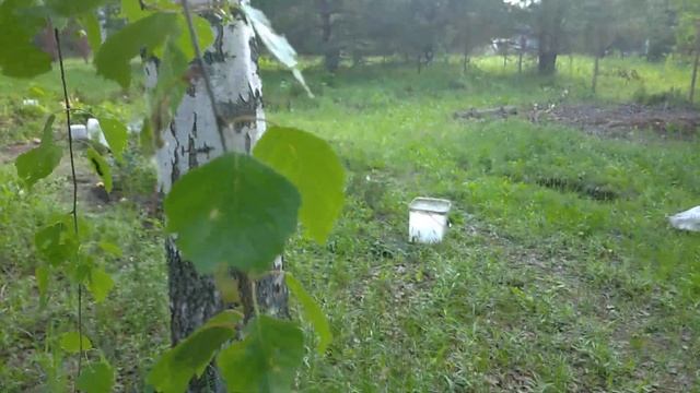 Нашествие страшных мохнатых гусениц. смотреть онлайн