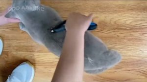 Дешеддер колтунорез для кошек и собак  2 в 1