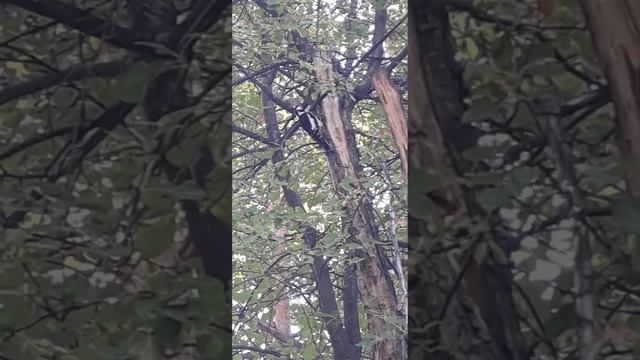 Дятел на проводе смотреть онлайн