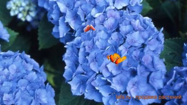 Гортензия крупнолистовая Рената Штайнига ? обзор: как сажать, саженцы гортензии Рената Штайнига смотреть онлайн