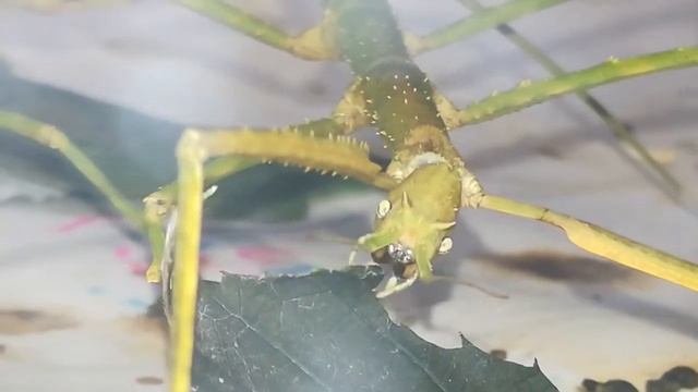 как едят палочники смотреть онлайн