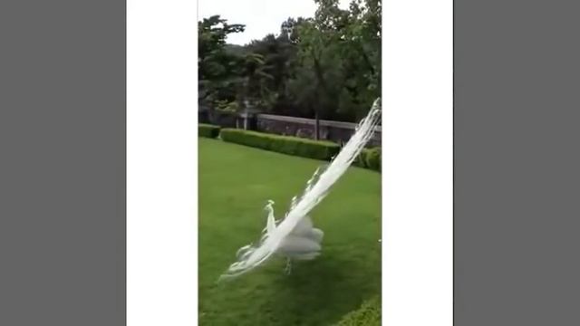 Павлин альбинос смотреть онлайн