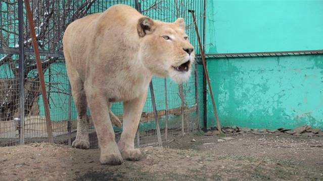 Белая львица ГЕРДА  зовет  РИЧАРДА  ! Тайган .Крым .