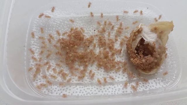 Выход из кокона нимф паука-птицееда смотреть онлайн