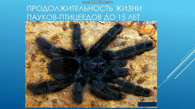 Интересные факты о пауков смотреть онлайн
