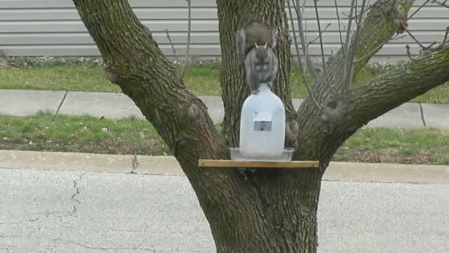 Белка песенки поет и орешки все грызет... смотреть онлайн