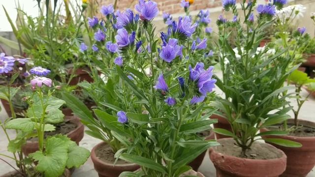 How To Grow #Echium Blue Bedder Seeds With Tips At Asim Rooftop Garden | Viper’s Bugloss Flowers