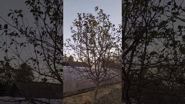 Яблоня белорусский синап. смотреть онлайн