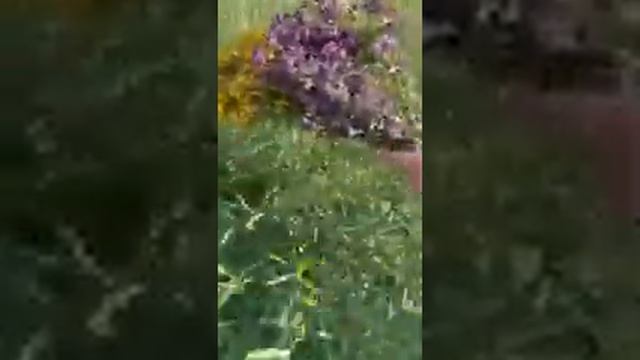 травяной сбор смотреть онлайн