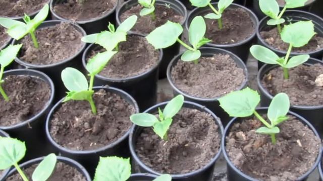 Четвертый день после подкормки Корневином. смотреть онлайн