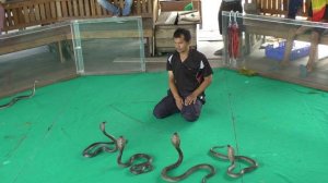 Королевские кобры. Змеиное шоу. Часть 2.