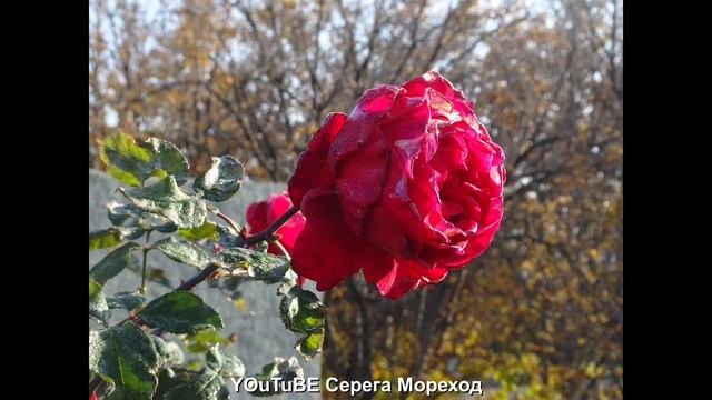 Севастополь 4 декабря 2020 фото.mp4 смотреть онлайн