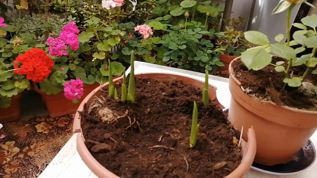 Хранение цветочных клубней в зимнее время. Мой дом в саду. смотреть онлайн