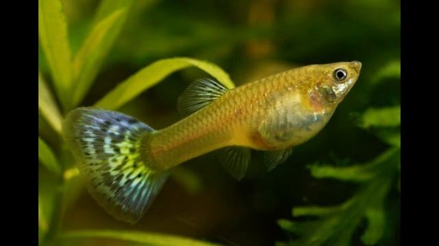 Гуппи: уход и содержание смотреть онлайн