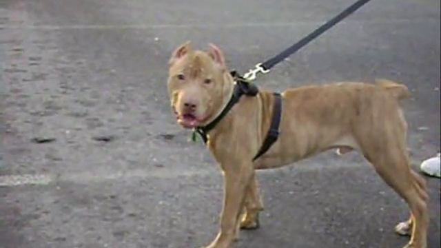 Tribute to red nose pitbull ( veron ) смотреть онлайн