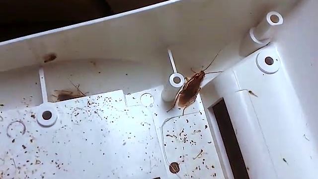 Тараканы в Datecs mp-01, ошибка принтера, оборванный R37 из-за тараканьего дерьма смотреть онлайн