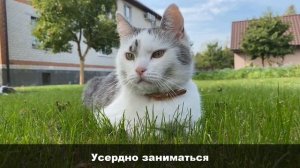 Гимн Школы Котов (МИНУС) | КАРАОКЕ | @anykadavaika