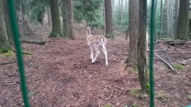 Няшки по соседству.. смотреть онлайн