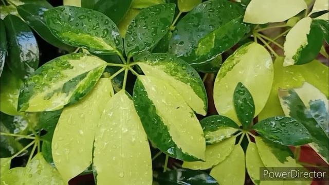 Best Indoor Plant Umbrella Plant/Schefflera//Complete Care