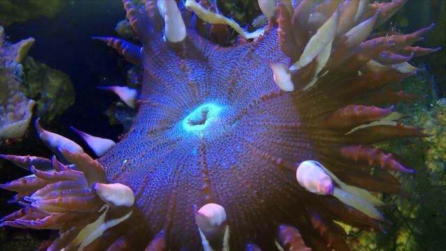 Big Foot the Rock Flower Anemone смотреть онлайн