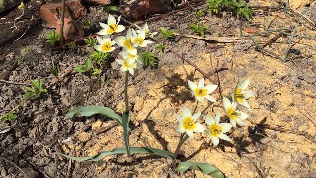 Тюльпан Туркестанский (Tulipa Turkestanica)