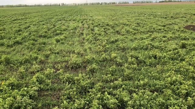 Прямой Посев пшеницы в люцерну смотреть онлайн