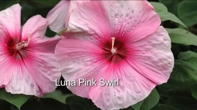 Roberta's 3-pc. Top Class Multi-Color 2-in-1 Hardy Hibiscus смотреть онлайн