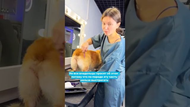 Раскрываем секрет того самого сердечка! #грумер #груминг #корги смотреть онлайн