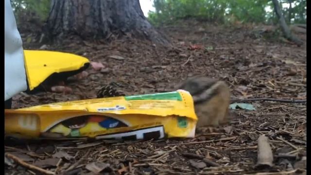 Белка ворует конфеты с орехами  | Squirrel Steals Candy With Nuts  | Приколы до слез - Collab  #22