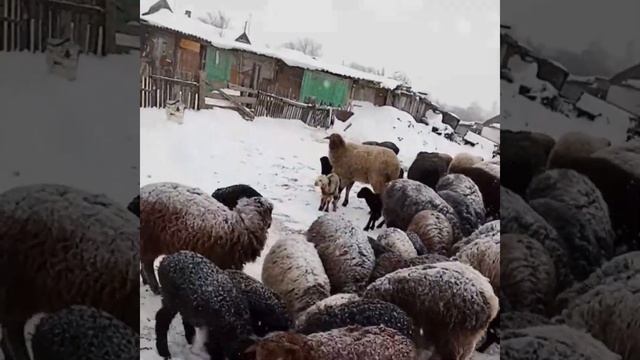 Жизнь в деревне/Бараны обновляем кровь! смотреть онлайн
