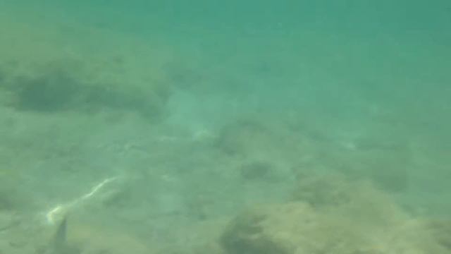 Плаванье в Красном море смотреть онлайн