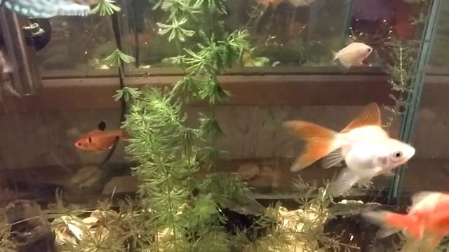 ?ВЕЧНЫЙ ФИЛЬТР ДЛЯ ВОДЫ В АКВАРИУМЕ СУЩЕСТВУЕТ??????родникифильтр.рф? смотреть онлайн