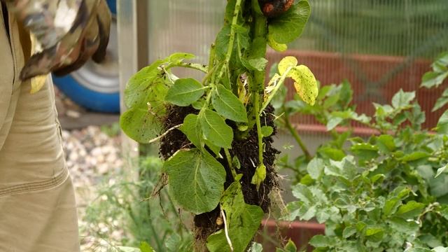 Декоративная капуста | Сад и огород смотреть онлайн