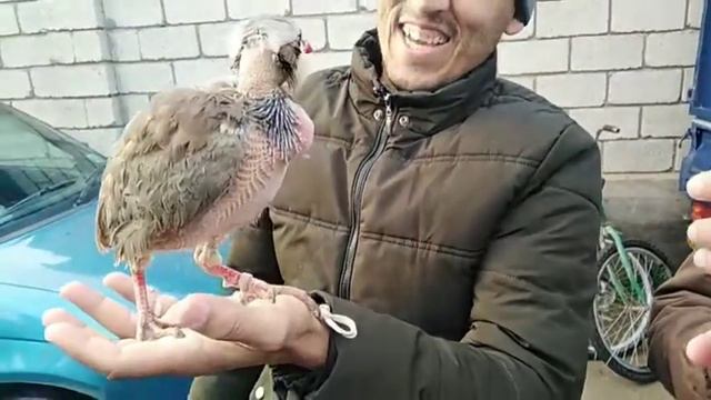 Чучаи страус смотреть онлайн