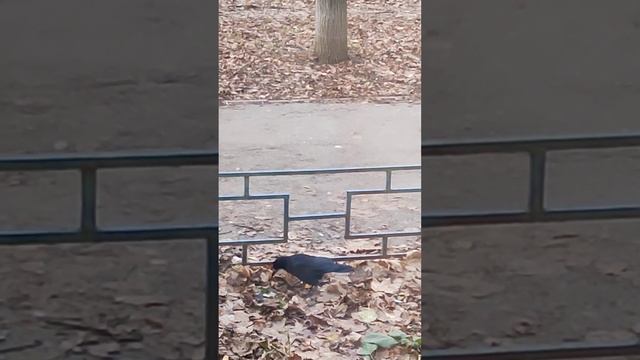 Подальше положишь-поближе возьмёшь! Не Я придумала-ВОРОНА? смотреть онлайн