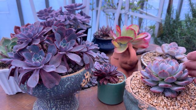 [ENG SUB] TẠI SAO SEN ĐÁ LẠI ĐỔI MÀU |多肉植物| 다육이들 | Suculentas смотреть онлайн