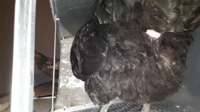 Как куры несут яйца. Жесть, мнительным лучше не смотреть! Курица рожает))) смотреть онлайн