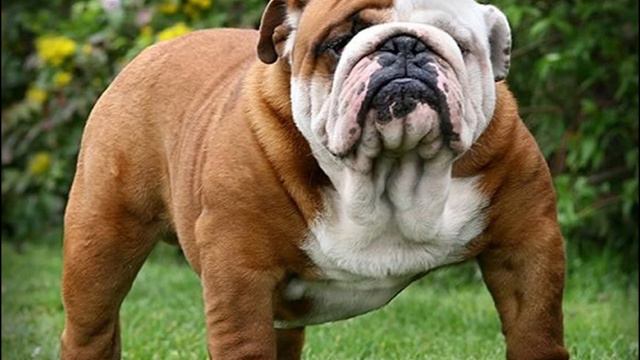 Английский бульдог. Видео смотреть онлайн