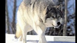 Я одинокий волк песня