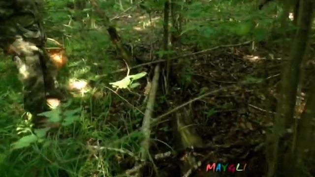 Первые Опята Появились Вдруг в Смоленских Лесах. Шампиньоны. смотреть онлайн