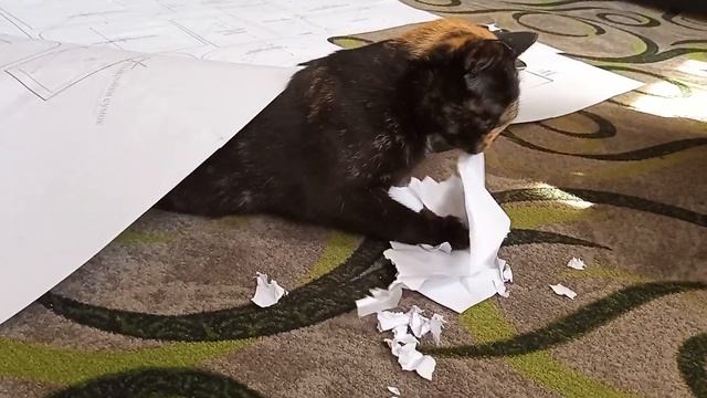 Моя Кошка помогает мне собрать Выкройку сумки смотреть онлайн