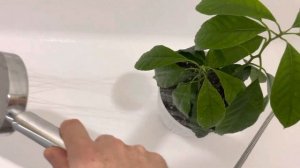 Как заплести 3 авокадо в косичку. Не совершайте мою ошибку!