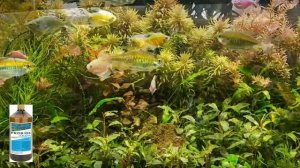 Волшебные #бактерии для #аквариума. Наука или обман? #Байкал М1, #Пробиокс Аква,  #Чистый пруд.