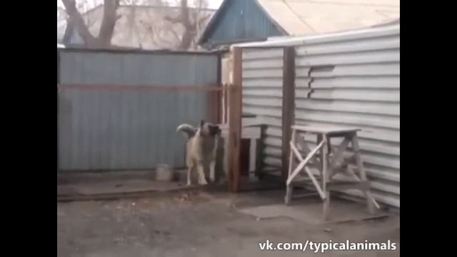 Приколы про животных,танцующие собаки 2014 смешные животные смотреть онлайн