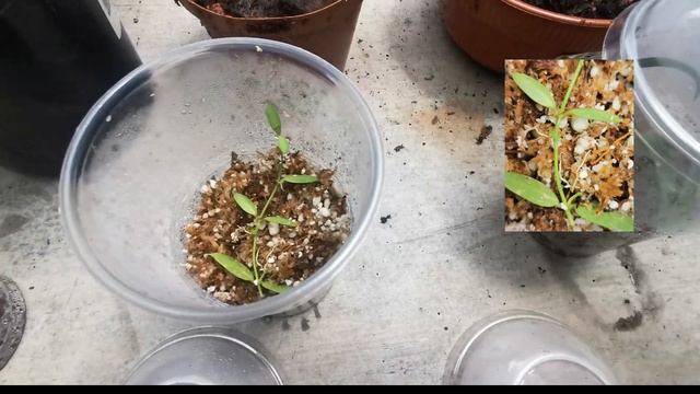 Potting Rare Hoya and Dischidia (Hoya Wayetti/Elliptica, Dischidia Pectinoides/Ovata) смотреть онлайн