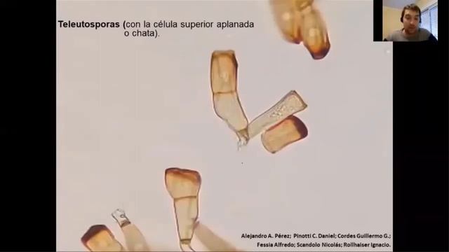 Basidiomycota inferiores y enfermedades que producen (Parte 3) смотреть онлайн